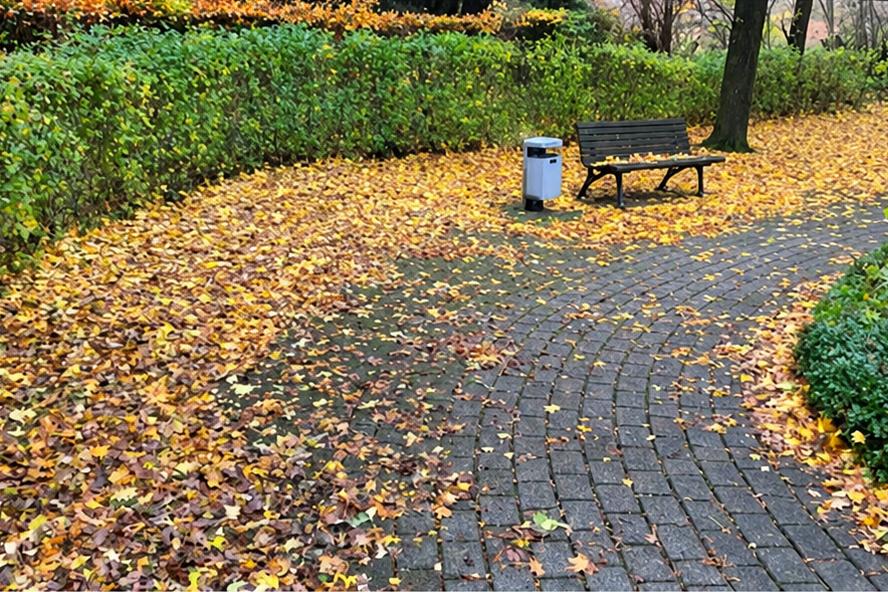 Vorher: gepflasterter Weg voller Herbstlaub